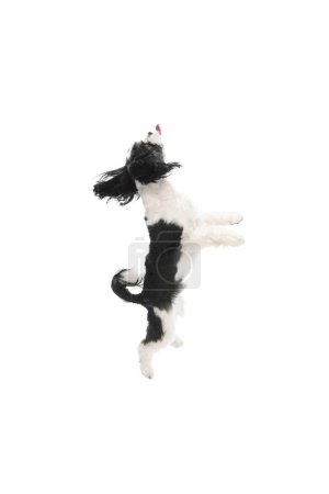 Téléchargez les photos : Joli petit chien, chiot Cavanais de race pure avec fourrure blanche-noire sautant en s'amusant sur fond de studio blanc. Concept d'animaux, amoureux des animaux, amitié, domestique, chien, vétérinaire. - en image libre de droit