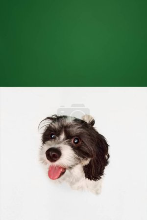 Téléchargez les photos : Vue de dessus. Visage drôle de chien adorable, chiot de race Shi-Tzu regardant la caméra isolée sur fond de studio blanc vert Concept d'animal, amoureux des animaux, amitié, vie domestique, chien, vétérinaire. - en image libre de droit