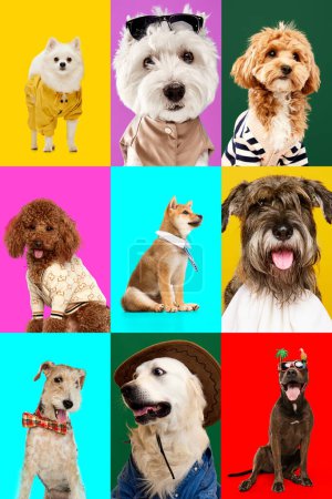 Photo for Creative collage of different breeds of dogs. Cute and smart purebred pets posing against multicolored background. Studio photo shots. Concept of animal life, pet lovers, companion. Ad. - Royalty Free Image