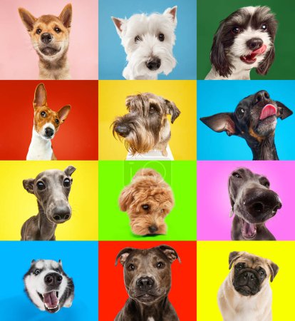 Photo for Creative collage of different breeds of dogs. Cute and funny pets posing against vivid colorful studio background. Studio photo shots. Concept of animal life, pet lovers, companion. Ad. - Royalty Free Image