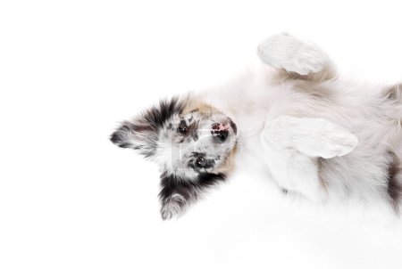 Photo for Cute little, puppy of Border Collie with marble fur lying on floor and looking at camera against white studio background. Concept of pet lover, animal life, grooming and veterinary. Copy space - Royalty Free Image