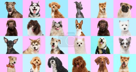 Photo for Collage made of portrait of purebred dogs looking at camera against pastel pink-blue studio background. Happy, smiling muzzles. Concept of animal, wildlife, pets and owners, grooming, veterinary. - Royalty Free Image