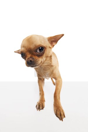 Photo for Short-haired chihuahua looking curiously at camera against white studio background. Fish-eye effect. Concept of funny dogs, veterinary and grooming service, canine food, friendship. Ad - Royalty Free Image