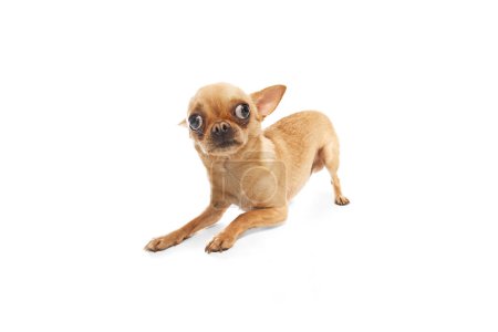 Photo for Close-up photo of Chihuahua with large, perked ears, looks curiously against white studio background. Concept of funny dogs, veterinary and grooming service, canine food, friendship. Ad - Royalty Free Image