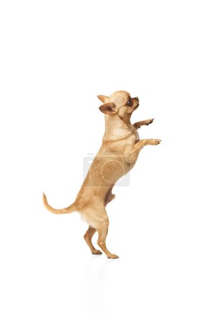Photo for Playful little chihuahua stands on its hind legs against white studio background. Purebred puppy strikes funny pose. Concept of funny dogs, veterinary and grooming service, canine food, friendship. Ad - Royalty Free Image