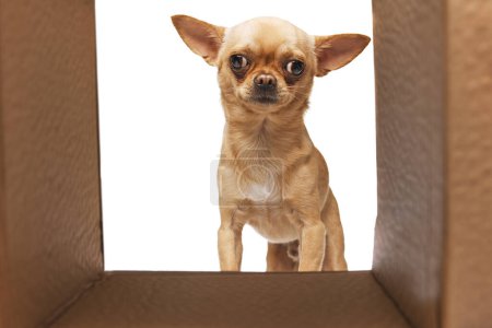 Photo for Curious chihuahua with perked ears peeks out from a cardboard box. against white studio background. Concept of funny dogs, veterinary and grooming service, canine food, friendship. Ad - Royalty Free Image