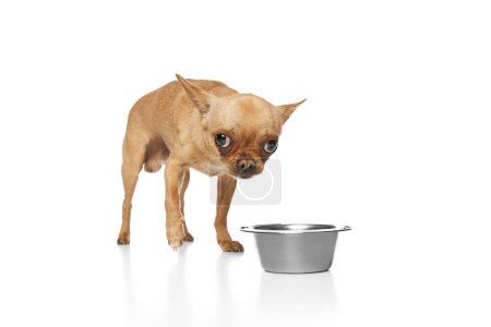 Photo for Funny, curious, chihuahua dog standing next to bowl for food against white studio background. Concept of funny dogs, veterinary and grooming service, canine food, friendship. Ad - Royalty Free Image