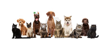 Collage. Unusual animals, purebred dogs and cats, companions looking curiously at camera against white studio background. Concept of veterinary, pet lovers, grooming services, canine food, friendship