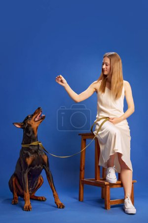 Portrait of charming young woman training her big purebred Doberman pet sitting on wooden stool against deep blue studio background. Concept of animals and their owners, friendship, pets care. Ad