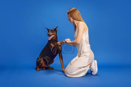 Young tender woman in dress, training to gives paw her beautiful Doberman dog against deep blue studio background. Concept of animals and their owners, friendship, pets care. Ad