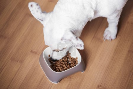 Téléchargez les photos : A white dog eats dry food from a bowl. Healthy food for dogs. - en image libre de droit