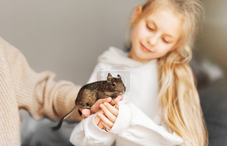 Young girl playing with cute chilean degu squirrel.  Cute pet sitting on kid's hand