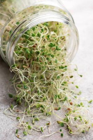 Foto de Microgreens cultivados en un frasco. Alimentación saludable - Imagen libre de derechos