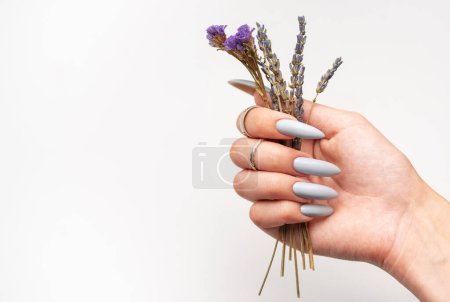Photo pour Gros plan des mains d'une femme avec des ongles gris manucurés tenant des fleurs de lavande séchées - image libre de droit