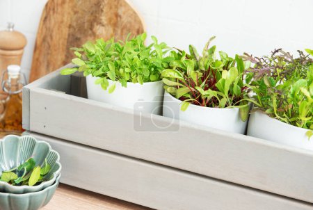 A collection of lush, green herbs is thriving in individual white pots placed within a stylish gray wooden box on a kitchen counter. Adjacent to the herbs are a wooden cutting board, pepper grinder, ceramic bowl filled with lettuce, and a pair of sci
