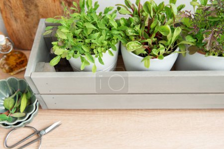 Photo for A collection of lush, green herbs is thriving in individual white pots placed within a stylish gray wooden box on a kitchen counter. - Royalty Free Image