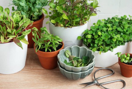 An array of potted fresh green herbs are neatly arranged on a wooden surface 