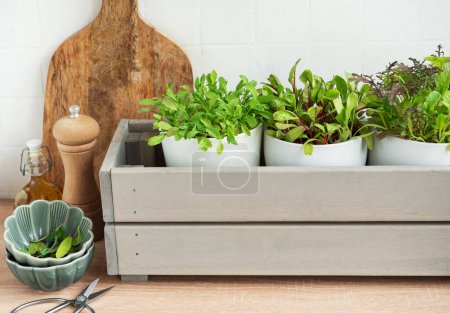 A collection of lush, green herbs is thriving in individual white pots placed within a stylish gray wooden box on a kitchen counter. Adjacent to the herbs are a wooden cutting board, pepper grinder, ceramic bowl filled with lettuce, and a pair of sci