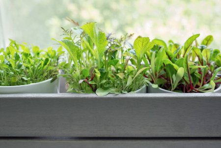 A collection of lush, green herbs is thriving in individual white pots placed within a stylish gray wooden box