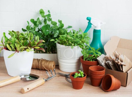 An array of potted fresh green herbs are neatly arranged on a wooden surface with a spray bottle and gardening tools at the ready, suggesting an indoor gardening activity. The selection includes various herb species, indicating a focus on culinary or