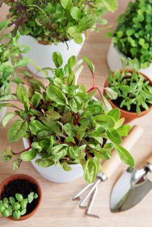 An array of potted fresh green herbs are neatly arranged on a wooden surface