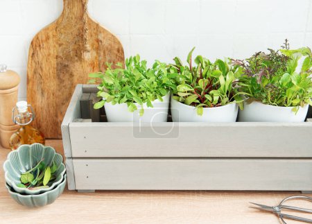 A collection of lush, green herbs is thriving in individual white pots placed within a stylish gray wooden box on a kitchen counter. 