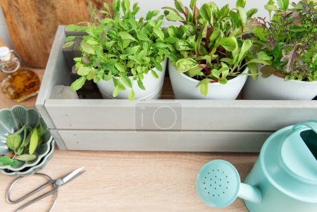 A collection of lush, green herbs is thriving in individual white pots placed within a stylish gray wooden box on a kitchen counter. 