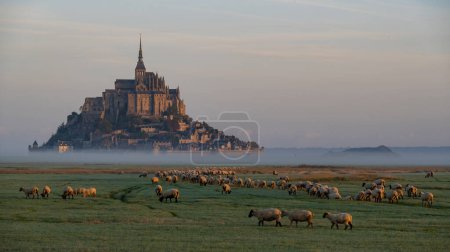 Hermosa vista panorámica del Mont Saint-Michel and Sheeps, Normandía, Francia.