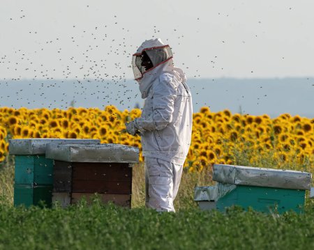 Téléchargez les photos : Apiculteur travaillant dans un rucher sur le terrain. Champ de tournesol en arrière-plan - en image libre de droit