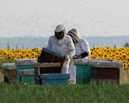 Téléchargez les photos : Apiculteurs travaillant dans un rucher sur le terrain. Champ de tournesol en arrière-plan - en image libre de droit