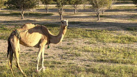 Photo for Camel walking in Kuwait desert - Royalty Free Image