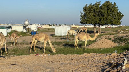 Téléchargez les photos : Groupe de chameaux marchant dans le désert du Koweït - en image libre de droit