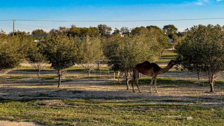 Photo for Camel walking in Kuwait desert - Royalty Free Image