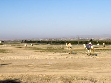 Téléchargez les photos : Group Of Camels walking in Kuwait desert - en image libre de droit