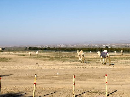 Téléchargez les photos : Group Of Camels walking in Kuwait desert - en image libre de droit