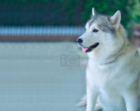 Téléchargez les photos : Huskies sibériens intelligents et mignons, huskies, animaux domestiques au repos, intérieur, environnement, gros plan, à l'intérieur, heureux. - en image libre de droit