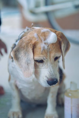 Téléchargez les photos : Beagles ludiques, profiter savon, bains à bulles, hygiène des animaux, entretien de la maison, et l'heure du bain heureux - en image libre de droit