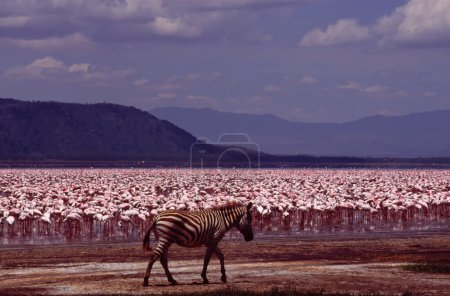 Foto de A Zebra Equus quagga en el Parque Nacional del Lago Nakuru, Kenia, con un gran grupo de flamencos en el fondo. ¡África! Uno de los mejores parques nacionales de Kenia. - Imagen libre de derechos