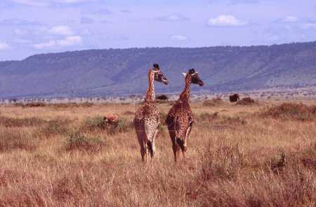 Foto de Rothschild Giraffe (Giraffa camelopardalis rothschildi) en matorrales en la Reserva Nacional Masai Mara Kenia África. Montañas contra el cielo nublado en el fondo. - Imagen libre de derechos