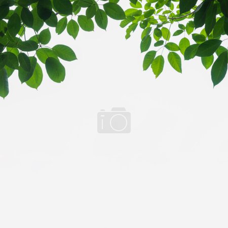 Photo for Green leaves on a white background - Royalty Free Image