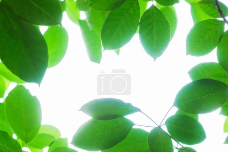 Photo for Green leaves on a white background - Royalty Free Image