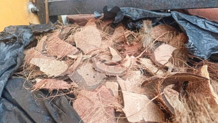 Téléchargez les photos : Dried coconut shells are ready to be used as grilled palm sugar - en image libre de droit
