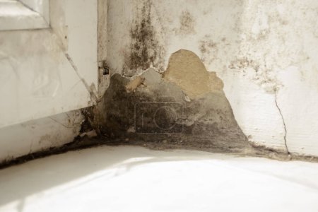 Photo for There is a lot of black mold in the corner of the window. There is black mold on the window. Dangerous black mold in the corner of the windowsill. - Royalty Free Image