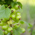 green currant on the bush. The first green berries in spring. Green berries on black currants. The crop ripens on black currant bushes.