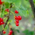 Ripe red currant berries on a green bush. Red currant on a bush.