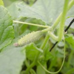 A small cucumber ripens on a bush. cultivation of gherkins. Gherkin on a bush in the garden.