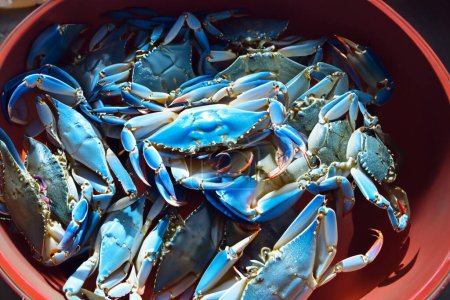 Blue crab, bucket full of freshly caught blue crabs.