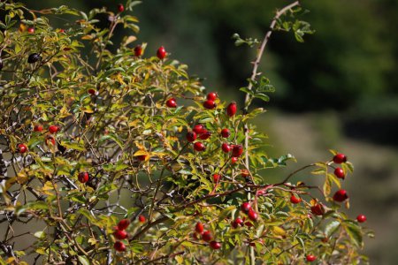 Foto de Frutos maduros de Rosa Canina. Bayas rojas de la planta enana-fanerófita, es decir, una planta leñosa con brotes de invernada. - Imagen libre de derechos