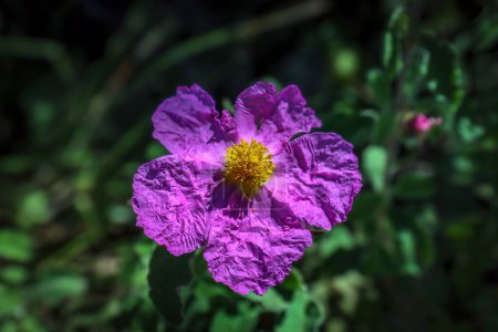Nahaufnahme von lila, runzeligen Blüten der kretischen Zistrose, Cistus creticus