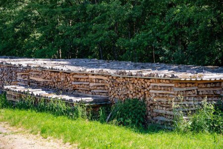 Photo for Wood drying on a pile of wood in the sun in early summer. High quality photo - Royalty Free Image